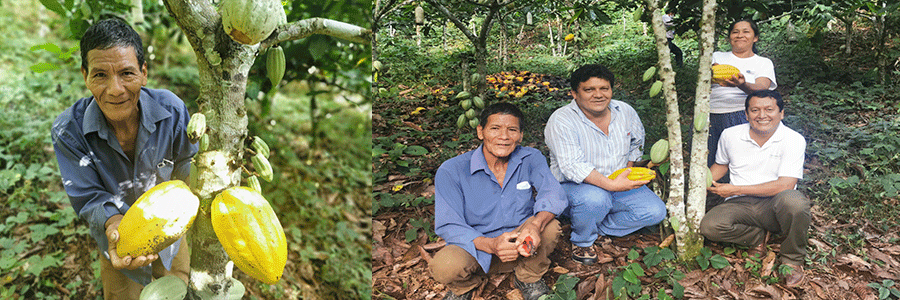 Cacaoteros de Echarati, proyectan unión de asociaciones para exportación