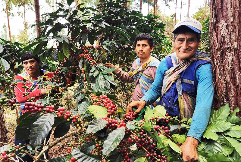 Desafíos y Oportunidades del Sector Agrícola en Perú