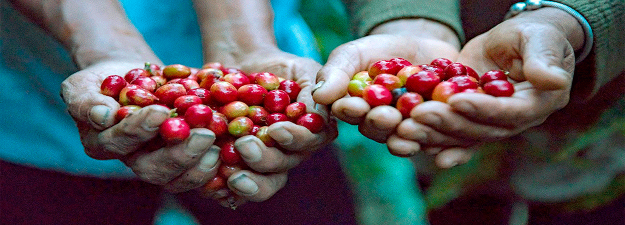 Seis consejos para hacer más rentable la producción de café
