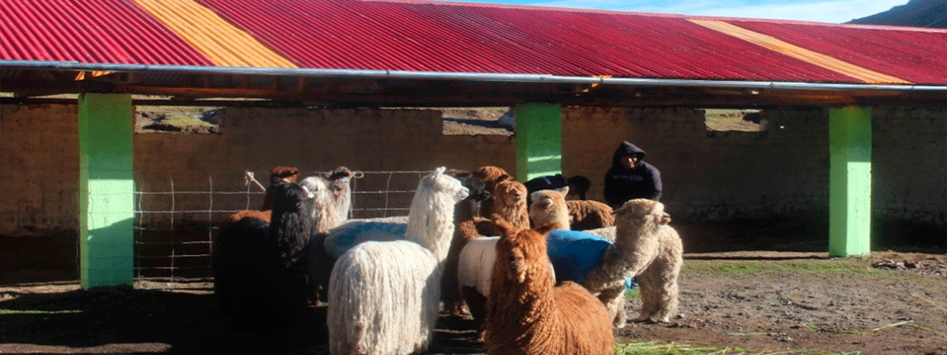 Cusco: Minagri protegerá ganado con entrega de cobertizos ante lluvias y heladas