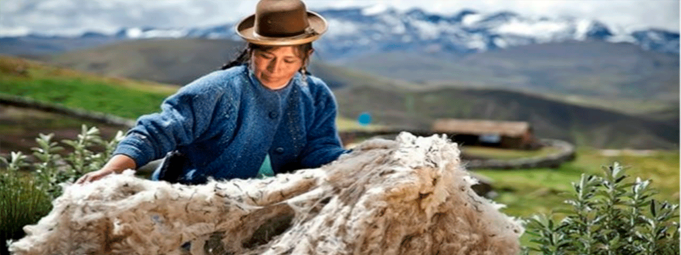 Venta de la fibra de alpaca creció 5.9% 