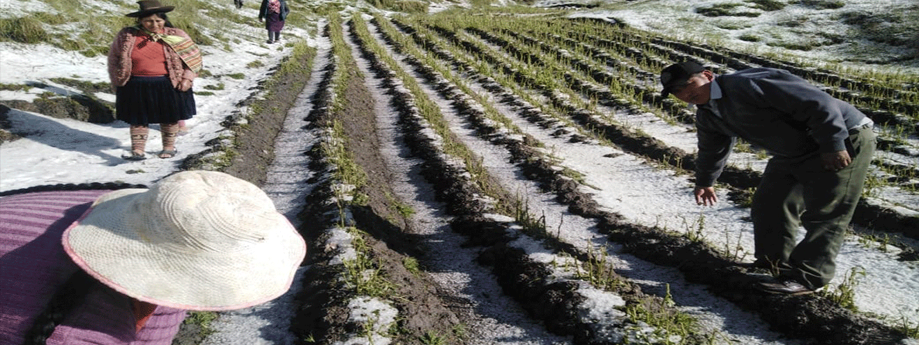 Granizada afecta cultivos en zonas altas de la región Cusco