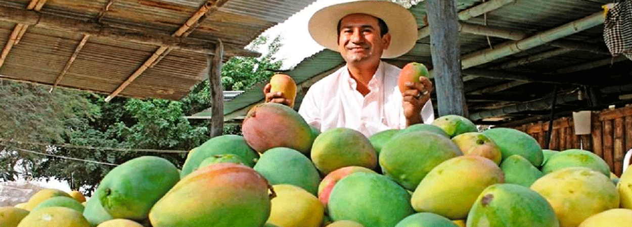  En China coronavirus no es impedimento para importación de mango peruano