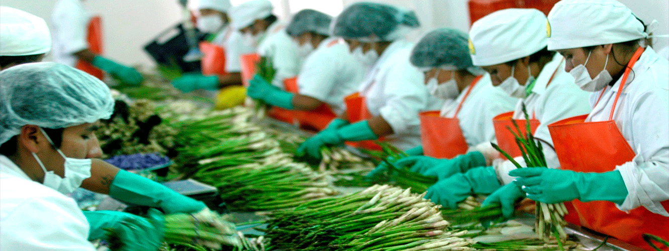 Perú es primer exportador mundial de arándanos, espárragos y quinua