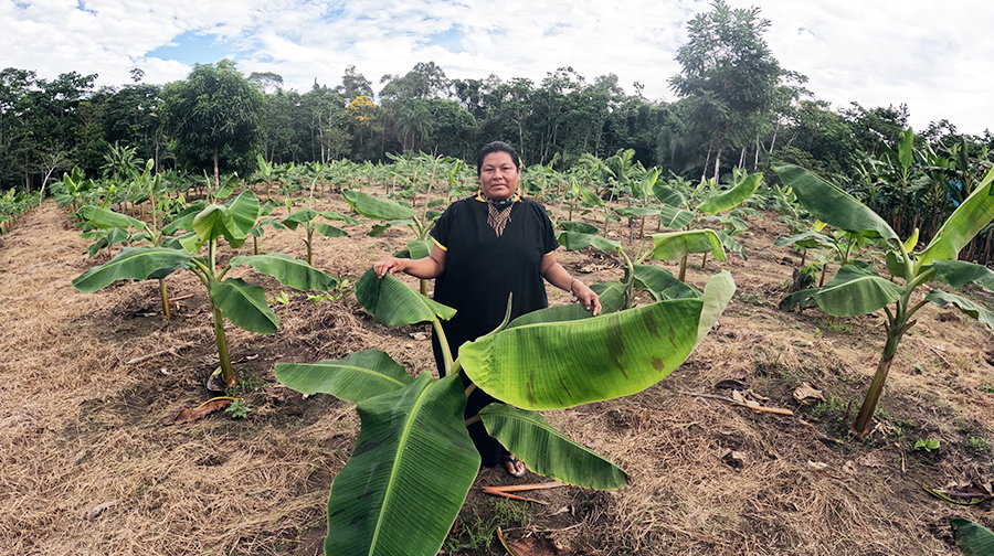 Cusco: en el Distrito de Megantoni impulsa producción de 108 has de plátanos bellaco