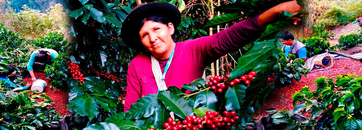 Cooperativa Agraria Cafetalera San Fernando de Inkawasi , prospera sus exportaciones de CafÃ© orgÃ¡nico.