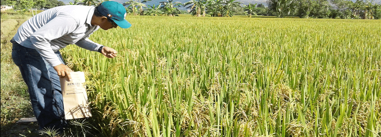 INIA pone a disposición nueva variedad de arroz de alta productividad en el Perú