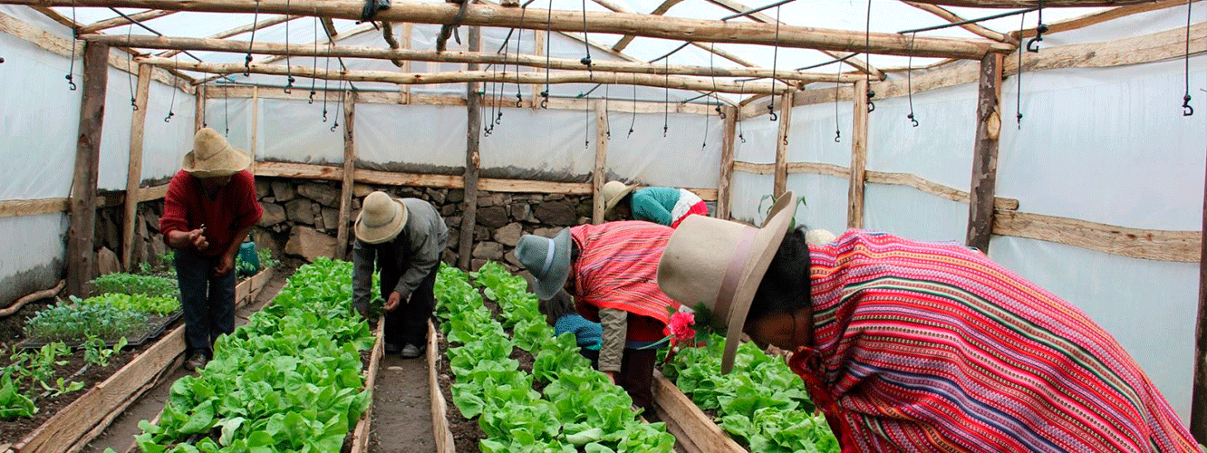 Agricultores en zonas altoandinas fortalecen cultivos de hortalizas 