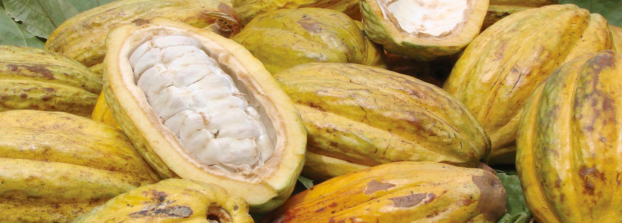 El cacao blanco es la joya de Piura segÃºn la National Geographic