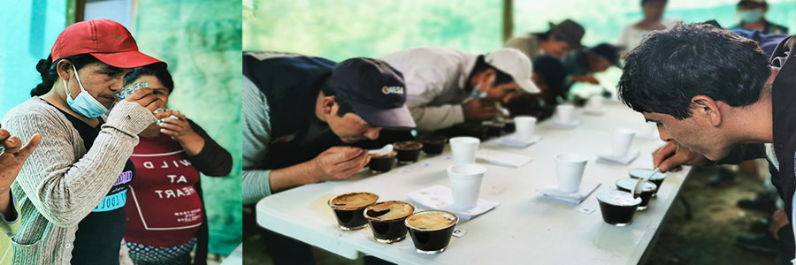 AICASA,Imparte conocimientos en catacion de café, en campo.