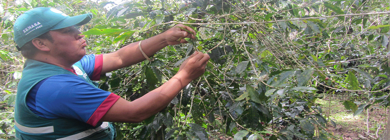 Unas 60.000 hectáreas de café se reconvirtieron en tres años