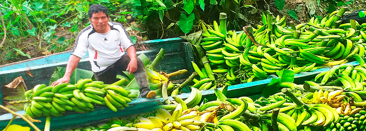Ucayali: Devida, transfiere más de 580 mil soles para mejorar la producción de plátano.