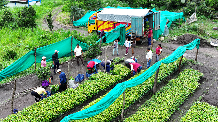 Cusco: Proyecto Café regional desarrolla entrega de plantones a beneficiarios