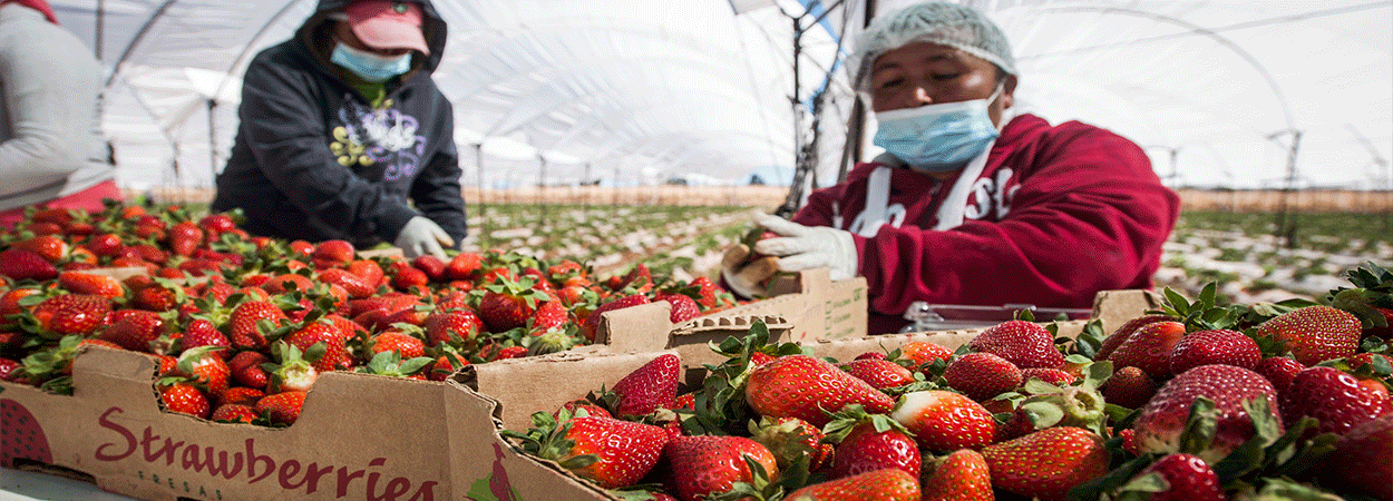 En enero Perú incrementó exportación de fresas a EE.UU, Canadá y Japón