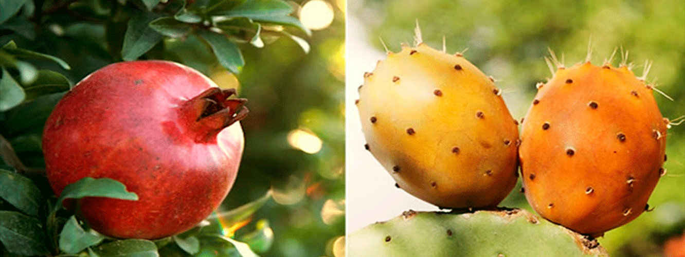 El boom de la tuna y granada en la elaboraciÃ³n de mermeladas, licor y jalea