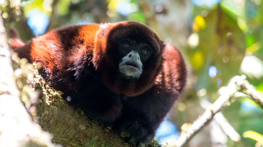Este 4 de mayo se celebra en Perú. Los 50° aniversario del redescubrimiento del mono choro de cola amarilla