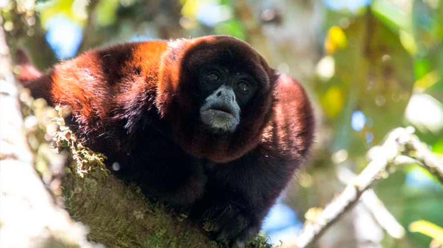 Este 4 de mayo se celebra en PerÃº. Los 50Â° aniversario del redescubrimiento del mono choro de cola amarilla