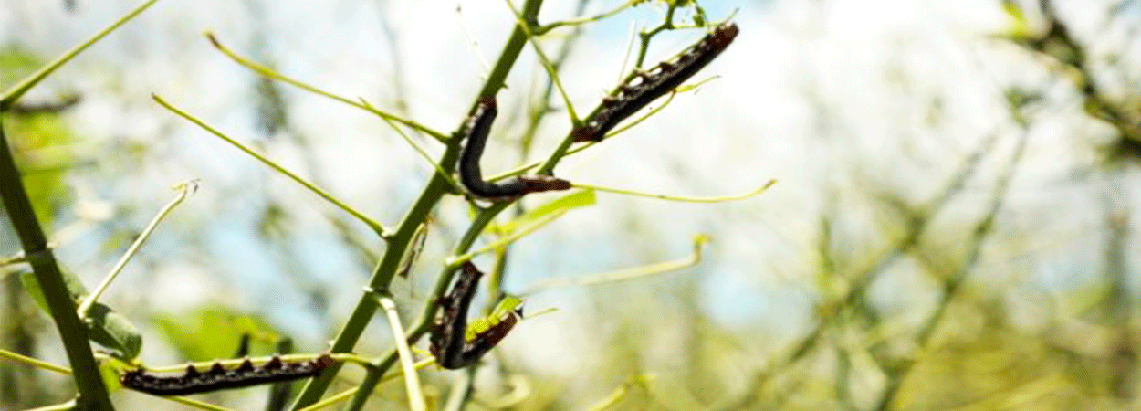 Madre de Dios: Plagas de gusanos asolan plantaciones de yuca