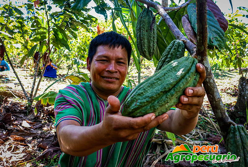 Lluvias en la Amazonía impulsan la campaña agrícola 2024-2025