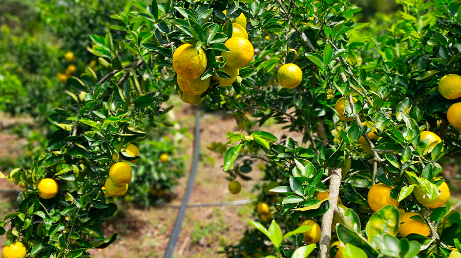 En Cusco: Alerta Agrícola: La Mosca de la Fruta Regresa 