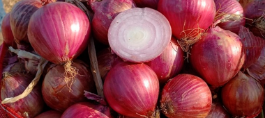 Cebolla Golazo, nueva variedad para exportación