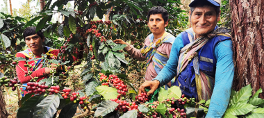 Desafíos y Oportunidades del Sector Agrícola en Perú