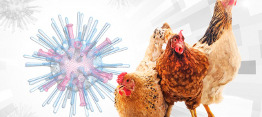 Perú busca ser declarado libre de Influenza Aviar 