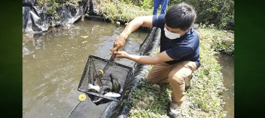 En Echarati, Inpulzan crianza de truchas en zonal Palma Real.