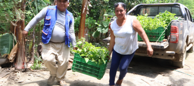 Vraem: Proyecto frutales tropicales, continua con distribución de plantones de maracuyá.