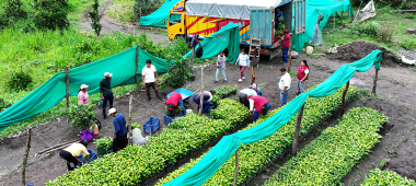 Cusco: Proyecto Café regional desarrolla entrega de plantones a beneficiarios