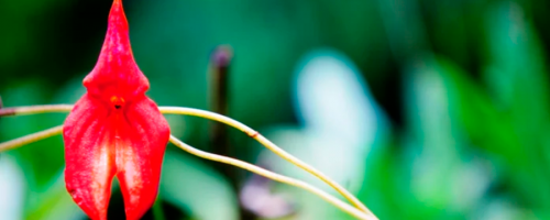 Descubren Nueva Especie de Orquídea en Machu Picchu
