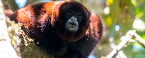 Este 4 de mayo se celebra en Perú. Los 50° aniversario del redescubrimiento del mono choro de cola amarilla