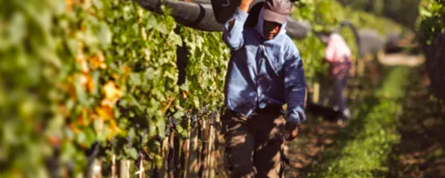 Aprueban reglamento del Fondo de GarantÃ­a para el Campo y del Seguro Agrario