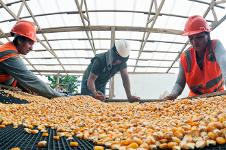 Cusco: en el Megantoni se viene impulsando producciÃ³n de maÃ­z  amarillo duro para fortalecer la alimentaciÃ³n familiar.