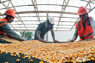 Cusco: en el Megantoni se viene impulsando producción de maíz  amarillo duro para fortalecer la alimentación familiar.