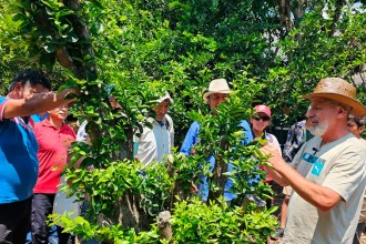 REALIZAN CURSO DE ESPECIALIZACION DE FRUTOS CITRICOS EN EL DISTRITO DE QUELLOUNO – LA CONVENCIÓN 