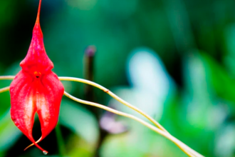 Descubren Nueva Especie de Orquídea en Machu Picchu