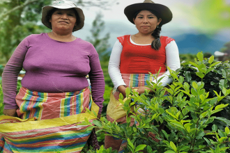ENACO SA. Inicia acopio de hoja de coca en La Convención.