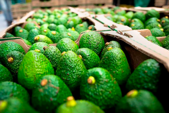 Buen inicio de la palta peruana gracias a los altos precios en Europa