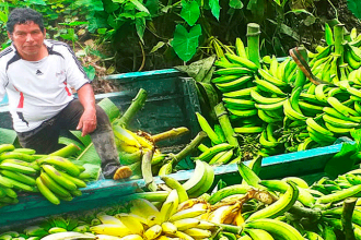 Ucayali: Devida, transfiere más de 580 mil soles para mejorar la producción de plátano.