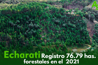 Cusco: Echarati, registro 76.79 hectáreas de plantaciones forestales 2021