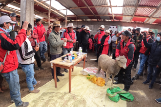 En cusco: Foncodes, desarrollo intercambio de experiencias en ganaderia 