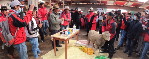 En cusco: Foncodes, desarrollo intercambio de experiencias en ganaderia 