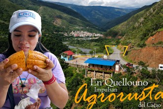 Cusco: En Quellouno impulsan Agrorutas del Cacao 2022.